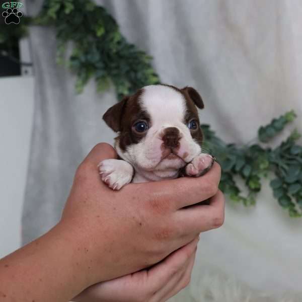 Buster, Boston Terrier Puppy